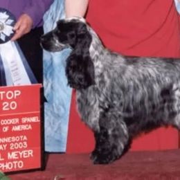 English Cocker Spaniels from Peterson's Cocker Spaniels