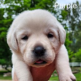 Purple collar - Yellow female Labrador Retriever puppy in Mossyrock, Washington from White River Labradors