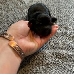 B1 - Black and cream male Dachshund puppy in Harpers Ferry, West Virginia from Brandie Kelley