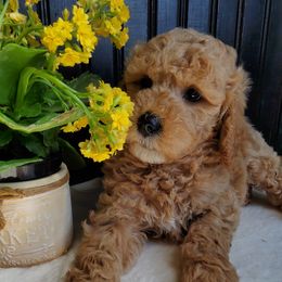 Goldendoodle puppies from Rowan's Rascals