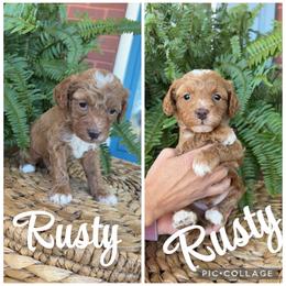 Rusty - Red  male Goldendoodle puppy in Trenton, Tennessee from Pickard’s country Golden doodles
