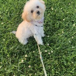 Charlee - Poodle