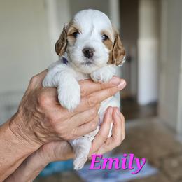 Cavapoo Puppies from North Ranch Doodles