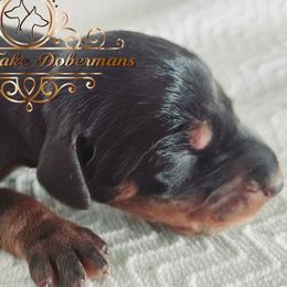 Kaia - Black and rust female Doberman Pinscher puppy in Aurora, Indiana from Double-Take Doberman Kennels