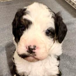 Yellow collar girl - Tri-color female Bernedoodle puppy in Lake, Michigan from 3 King Doodles & Poodles