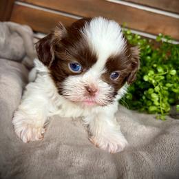 Sunny - Liver and white male Shih Tzu puppy in Lake City, Florida from Tiger Valley Shih Tzus