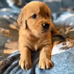Ruth - Golden female Golden Retriever puppy in Sandy, Oregon from Treasured K-9s