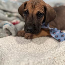 Barnaby - Fawn male Great Dane puppy in Hutchinson, Kansas from Dappled Danes