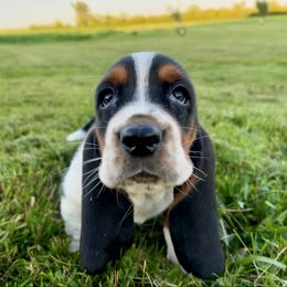 BB7 - Black brown and white male Basset Hound puppy in Britton, South Dakota from K&S Canines
