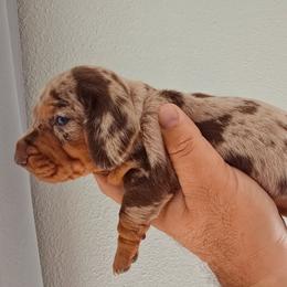 Male 4 black - Dapple male Dachshund puppy in Hesperia, California from VOM HAUSE Imperial