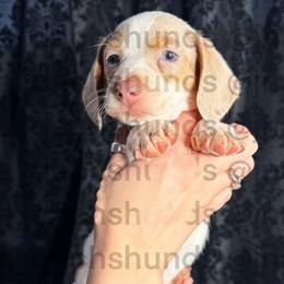 Buggy - Piebald male Dachshund puppy in Tracy, California from JnA Dachshunds