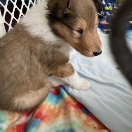 Collie Puppies from Vintage Collies