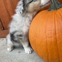 Miniature Australian Shepherd Puppies from Wild Outlaw Aussies