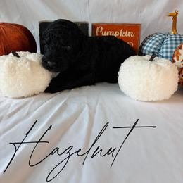 Hazelnut - Black female Goldendoodle puppy in Cedartown, Georgia from Loyal Doodles