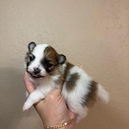 Remi - Orange parti female Pomeranian puppy in Phoenix, Arizona from Luxpomz