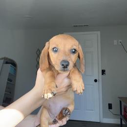 Rosy - Red female Dachshund puppy in Modesto, California from Raws Doxies