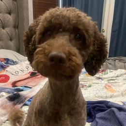 Roo - Goldendoodle