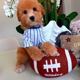 MILO - Apricot male Maltipoo puppy in Sugar Land, Texas from Celebrity Maltipoos