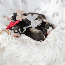 Pomsky Puppies from Lake Point Pomskies