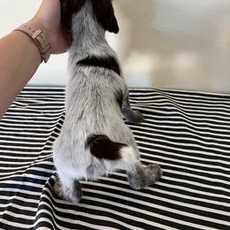Wirehaired Pointing Griffon Puppies from American Patriot Kennel