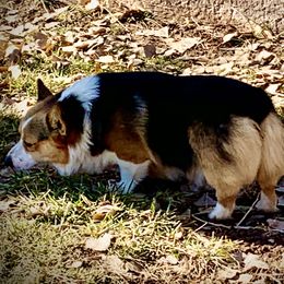 Winston - Pembroke Welsh Corgi