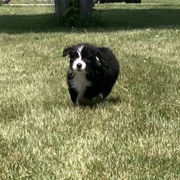 Australian Shepherd Puppies from Midwest Guardian Aussies
