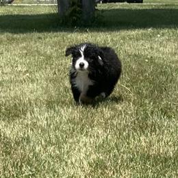 Australian Shepherd Puppies from Midwest Guardian Aussies