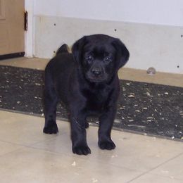 Labrador Retriever Puppies from Cecilie Drege