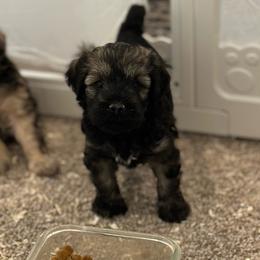 Castle - Sable male Schnoodle puppy in Placerville, California from Rpuppies