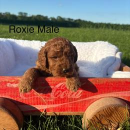 Boy 3 - Red  male Goldendoodle puppy in Wever, Iowa from JK Royal Lines