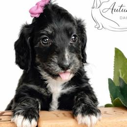 Lilac - Black female Dachshund puppy in Clever, Missouri from Autumn Breeze Dachshunds