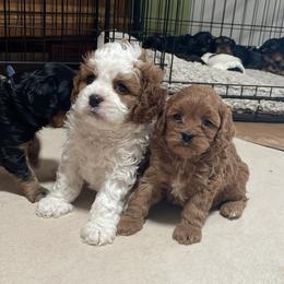 Cavalier King Charles Spaniel and Cavapoo Puppies from Larisa's Cavaliers