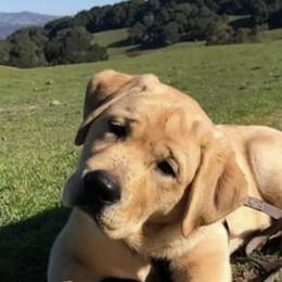 Labrador Retrievers from Bel Amour