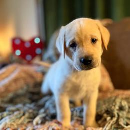 Romeo - Yellow male Labrador Retriever puppy in Sweet Home, Oregon from Knotty Creek Labradors