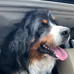 Isla - Assorted Doodle Crosses