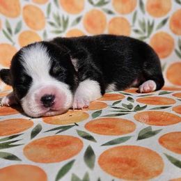 Boy 4 - White and black Pembroke Welsh Corgi puppy in Cypress, Texas from Boba Tea Corgis