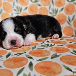 Boy 4 - White and black Pembroke Welsh Corgi puppy in Cypress, Texas from Boba Tea Corgis
