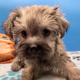 Randy - Sable male Yorkshire Terrier puppy in Georgia & Florida, Georgia from Fiesta Pups