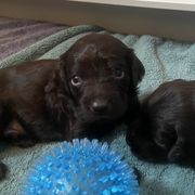 Boy 1 - Chocolate Boykin Spaniel puppy in Adkins, Texas from Wildbrier Boykin Spaniels