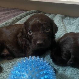 Boy 1 - Chocolate Boykin Spaniel puppy in Adkins, Texas from Wildbrier Boykin Spaniels