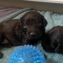 Boy 1 - Chocolate Boykin Spaniel puppy in Adkins, Texas from Wildbrier Boykin Spaniels