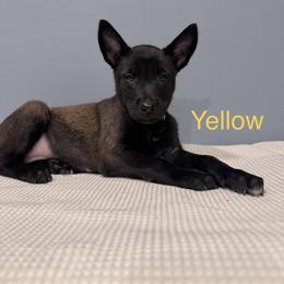 Yellow - Black sable female Belgian Malinois puppy in Muskegon, Michigan from Red Acres Working Line K9s