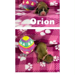 Orion - Red gold female Lhasa Apso puppy in Cincinnati, Ohio from Shangri-La Lhasa Apsos