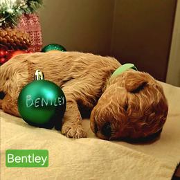 Bentley - light green collar - Apricot male Goldendoodle puppy in Hendersonville, Tennessee from Ben's Best Buddy Goldendoodles