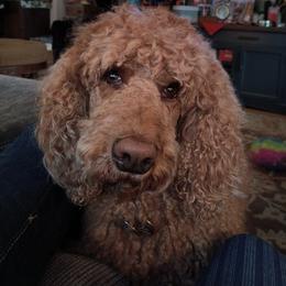 Bliss - Australian Cobberdog