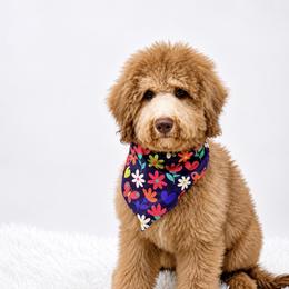 Holly - Merle female Bernedoodle puppy in North Carolina from NC Doodle Puppies