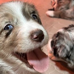 Prada - Red merle Australian Shepherd puppy in Monroe, North Carolina from Dreamland Aussies & Poodles