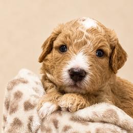 Everest - Apricot male Goldendoodle puppy in Lake Charles, Louisiana from Perfect Fit Poodles & Doodles