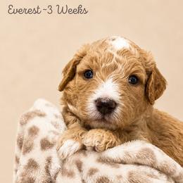 Everest - Apricot male Goldendoodle puppy in Lake Charles, Louisiana from Perfect Fit Poodles & Doodles