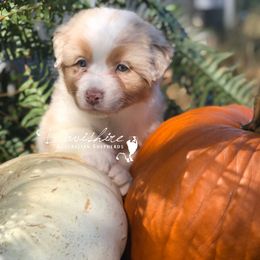 Australian Shepherd Puppies from Davishire Australian Shepherd